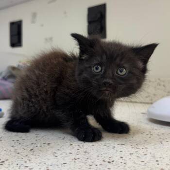 Starburst -  Domestic Short Hair Cat for Adoption in Auburn, Alabama - Starburst | PetCurious