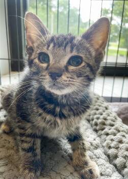 Mickey -  Domestic Short Hair Cat for Adoption in Nashville, Tennessee - Mickey | PetCurious