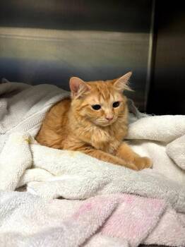 Gwendolyn -  Domestic Long Hair Cat for Adoption in Hartsville, South Carolina - Gwendolyn | PetCurious