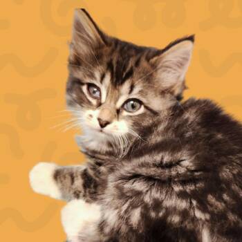 Aniya -  Domestic Medium Hair Cat for Adoption in Reno, Nevada - Aniya | PetCurious