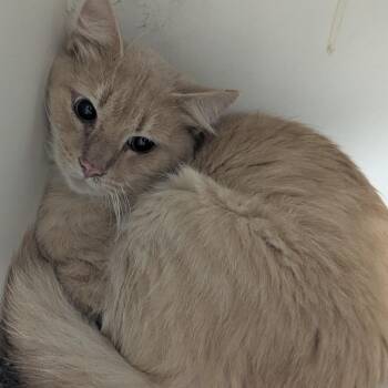 Domestic Medium Hair Cats Available for Adoption - Ruffles | PetCurious