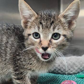 Ziva K46467 -  Domestic Short Hair Cat for Adoption in Corsicana, Texas - Ziva K46467 | PetCurious