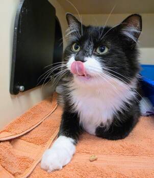Mr. Curly -  Domestic Medium Hair Cat for Adoption in Bloomington, Indiana - Mr. Curly | PetCurious