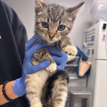 Rescue Domestic Short Hair Cats for Adoption in Vineland, New Jersey - Gene (PetSmart) | PetCurious