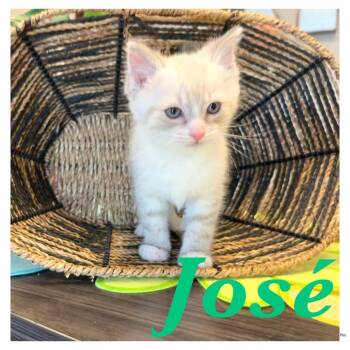 Jose -  Domestic Short Hair Cat for Adoption in Ashland, Kentucky - Jose | PetCurious