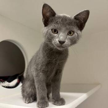 Simon Says -  Domestic Short Hair Cat for Adoption in Phoenix, Arizona - Simon Says | PetCurious