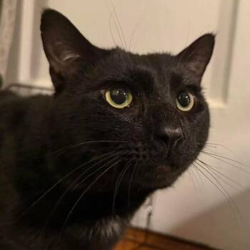 Weasel -  Domestic Short Hair Cat for Adoption in New York, New York - Weasel | PetCurious