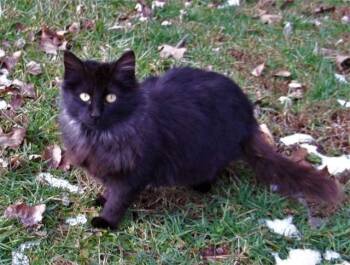 Domestic Long Hair Cats Available for Adoption - Valentin | PetCurious