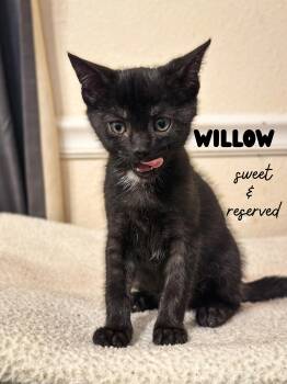 Domestic Short Hair Cats Available for Adoption in Sonora, California - Willow | PetCurious