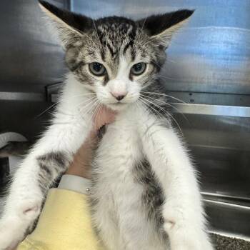 Zebra -  Domestic Short Hair Cat for Adoption in Brockton, Massachusetts - Zebra | PetCurious