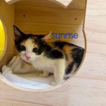 Sunrise -  Domestic Short Hair Cat for Adoption in Parkersburg, West Virginia - Sunrise | PetCurious