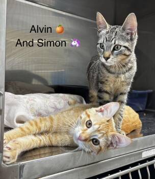 Alvin and Simon -  Domestic Short Hair Cat for Adoption in Calais, Maine - Alvin And Simon | PetCurious