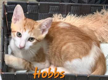 Hobbs -  Domestic Short Hair Cat for Adoption in Longwood, Florida - Hobbs | PetCurious