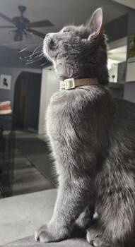 Rescue Domestic Short Hair Cats for Adoption in Troy, Michigan - Darcy | PetCurious