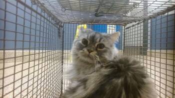 ARGENT -  Domestic Long Hair Cat for Adoption in Doral, Florida - ARGENT | PetCurious