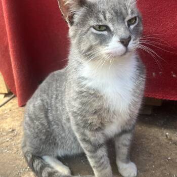Domestic Short Hair Cats Available for Adoption in Stuart, Virginia - Ralph FIV+ | PetCurious