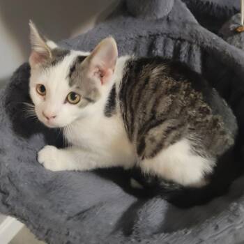 Pez -  Domestic Short Hair Cat for Adoption in Corydon, Indiana - Pez | PetCurious