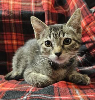 Rusty -  Domestic Short Hair Cat for Adoption in Diamond Springs, California - Rusty | PetCurious