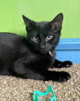 Garp -  Domestic Short Hair Cat for Adoption in Columbus, Ohio - Garp | PetCurious