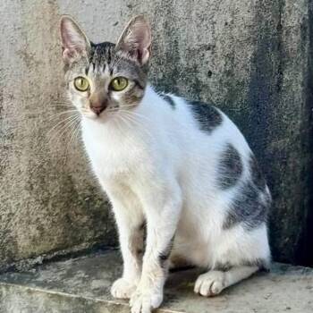 Domestic Short Hair Cats Available for Adoption in Warren, New Jersey - Gypsy | PetCurious