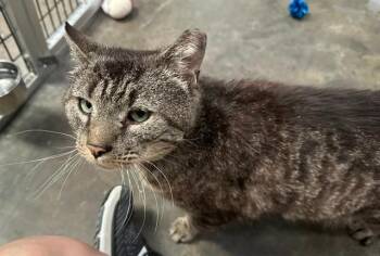 Granola -  Domestic Short Hair Cat Available for Adoption in Raleigh, North Carolina - Granola | PetCurious