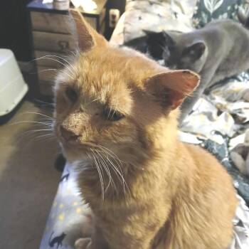 Rescue Domestic Short Hair Cats for Adoption in Winchester, Virginia - Lasagna | PetCurious