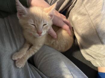 Tabby Cats Available for Adoption in Albuquerque, New Mexico - Jafar | PetCurious