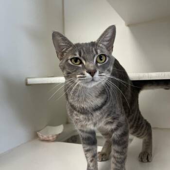 Rescue Domestic Short Hair Cats for Adoption in Reisterstown, Maryland - Fazo | PetCurious