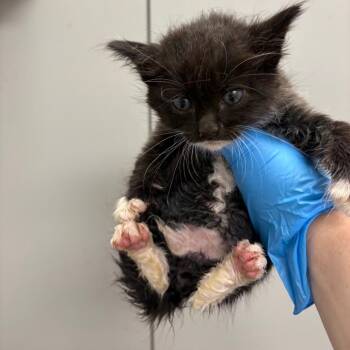 Jelly -  Domestic Medium Hair Cat for Adoption in Columbiana, Alabama - Jelly | PetCurious