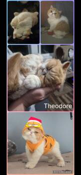 Theodore -  British Shorthair Cat for Adoption in Newberg, Oregon - Theodore | PetCurious