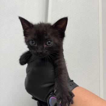 Domestic Short Hair Cats Available for Adoption in Abilene, Texas - Stud | PetCurious