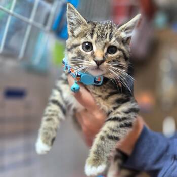 Rescue Domestic Short Hair Cats for Adoption in Byron Center, Michigan - Socks | PetCurious