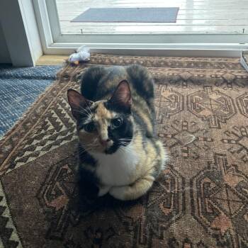 Lilith - Available from Foster -  Domestic Short Hair Cat for Adoption in South Burlington, Vermont - Lilith - Available From Foster | PetCurious