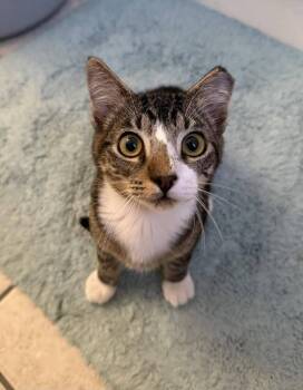 Rescue Domestic Short Hair Cats for Adoption in Statesboro, Georgia - Jerry | PetCurious