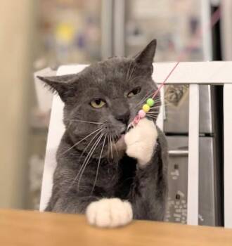 Big Rune -  Domestic Short Hair Cat for Adoption in Melrose, Massachusetts - Big Rune | PetCurious