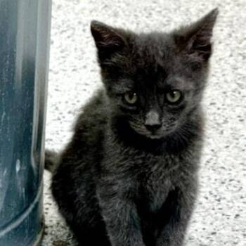 Taquito -  Domestic Short Hair Cat for Adoption in Bulverde, Texas - Taquito | PetCurious