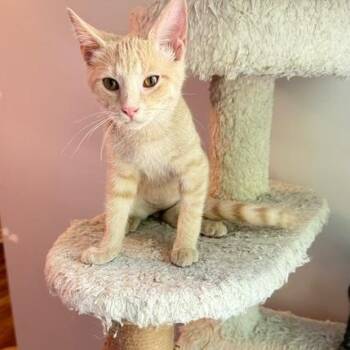 Olaf -  Domestic Short Hair Cat for Adoption in Hudsonville, Michigan - Olaf | PetCurious