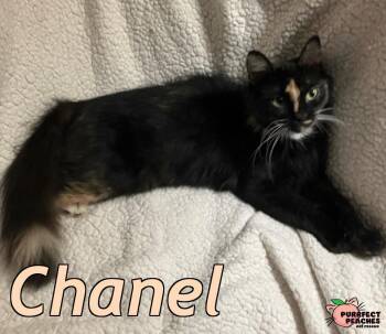 Chanel -  Domestic Long Hair Cat for Adoption in Douglasville, Georgia - Chanel | PetCurious