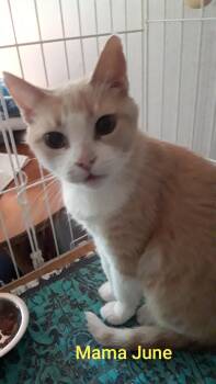 Rescue Domestic Short Hair Cats for Adoption in Mokena, Illinois - Mama June | PetCurious