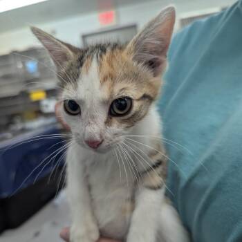 Wanda -  Domestic Short Hair Cat for Adoption in Manhattan, Kansas - Wanda | PetCurious