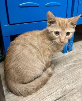 Charlie -  Domestic Short Hair Cat for Adoption in Sautee Nacoochee, Georgia - Charlie | PetCurious