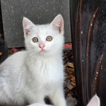 Olaf -  Domestic Short Hair Cat for Adoption in Coos Bay, Oregon - Olaf | PetCurious
