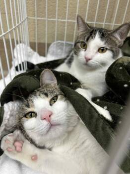 Rescue Domestic Short Hair Cats for Adoption in Myerstown, Pennsylvania - Thelma And Louise (Bonded Pair!) | PetCurious