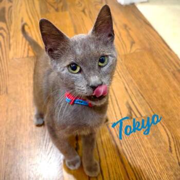 Russian Blue and Domestic Short Hair Cats Available for Adoption in Houston, Texas - Tokyo #purrfect-sushi-roll | PetCurious