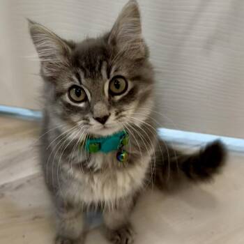 Vixey - Green -  Domestic Long Hair Cat for Adoption in Greenfield, Indiana - Vixey - Green | PetCurious