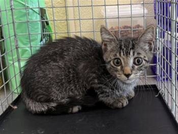 EDDY -  Domestic Short Hair Cat for Adoption in Fort Myers, Florida - EDDY | PetCurious