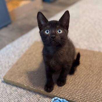 Domestic Short Hair Cats Available for Adoption in Port Richey, Florida - Sambal | PetCurious