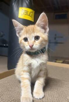 Chuck -  Domestic Short Hair Cat for Adoption in Grand Rapids, Minnesota - Chuck | PetCurious