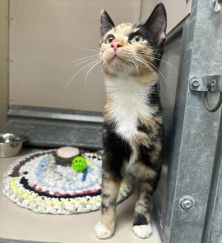 61817352 -  Domestic Short Hair Cat for Adoption in Elko, Nevada - 61817352 | PetCurious