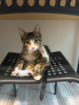 Rescue Domestic Short Hair Cats for Adoption in Greenwich Township, New Jersey - Jasper | PetCurious